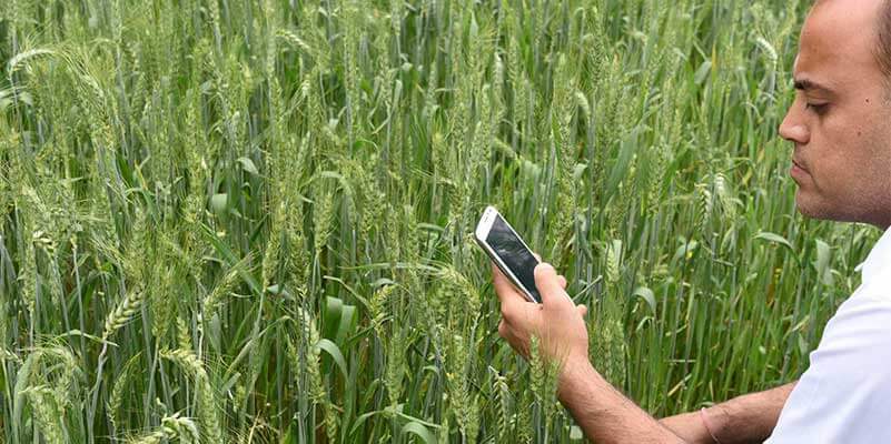 Man in graanveld kijkt naar smartphone