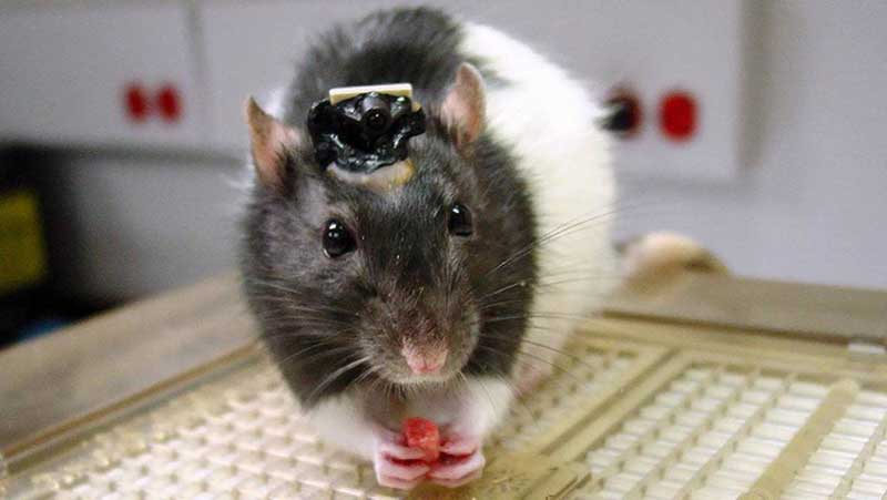 Grijs-zwarte rat met een hersenimplantaat