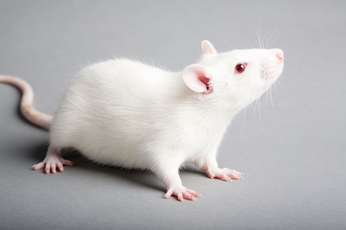 White laboratory mouse on a gray background