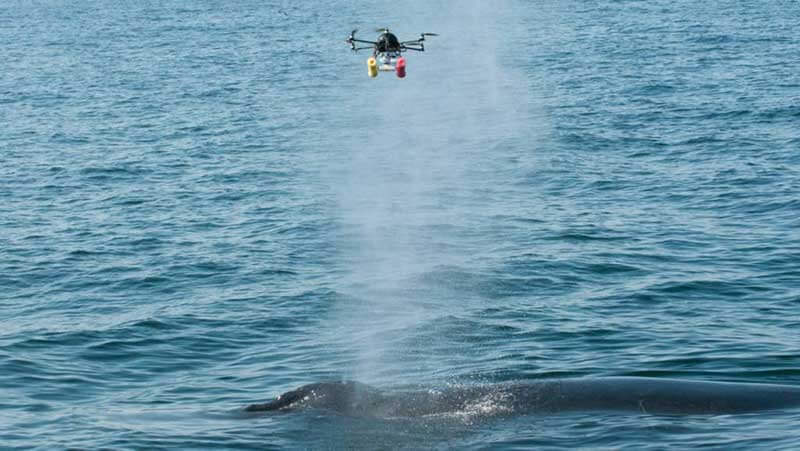 Een walvis zwemt in de oceaan waarboven een drone vliegt