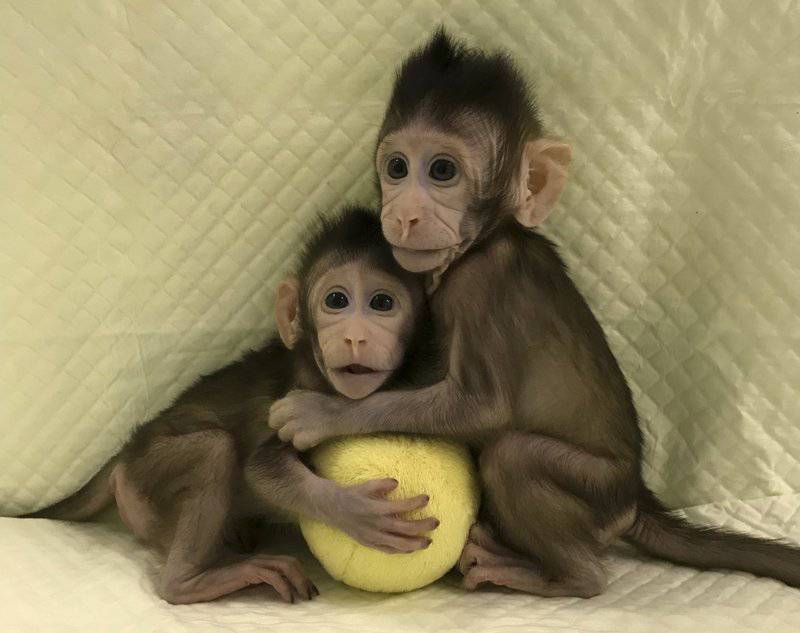 Twee baby-aapjes knuffelen elkaar en houden een gele bal vast