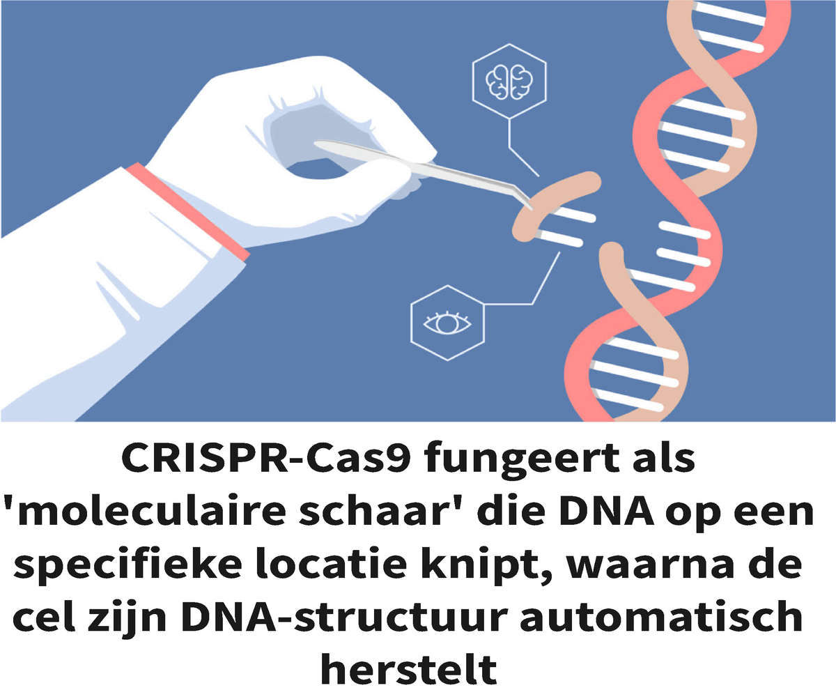 Infographic toont de hand van een ondezoeker die een stukje DNA ‘knipt’ en een uitleg over de CRISPR-Cas9 methode.