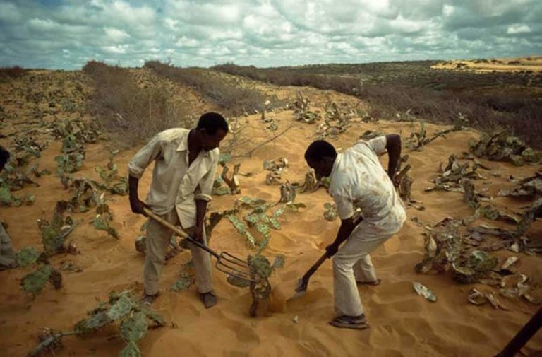 Twee mannen planten een struik in een droog woestijngebied met los zand