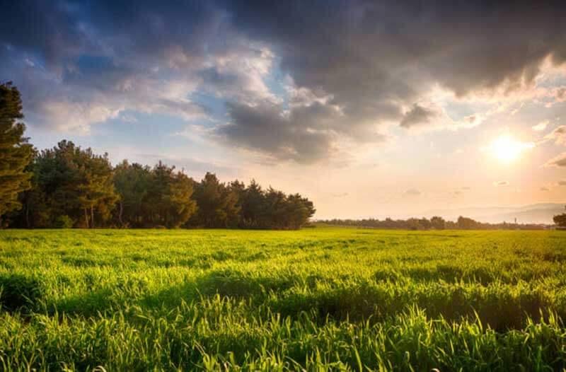 A lush, green landscape at sunset