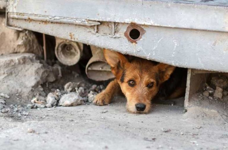 Een bruine hond ligt verstopt onder een stuk metaal en kijkt zielig voor zich uit