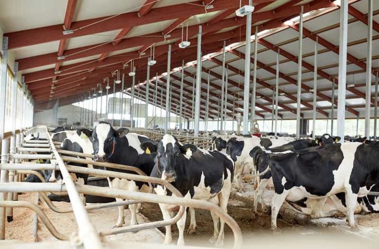 Koeien in een melkveehouderij|Cows in a dairy farm||Koeien in een melkveehouderij|shutterstock_559529467