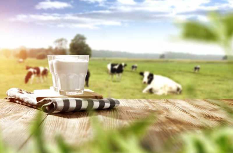 Een glas melk staat op een houten tafel in een groene weide met koeien