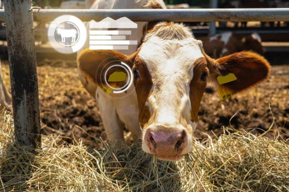 The digital cow: automating livestock monitoring and management