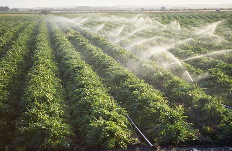 Crops being sprayed via irrigation system