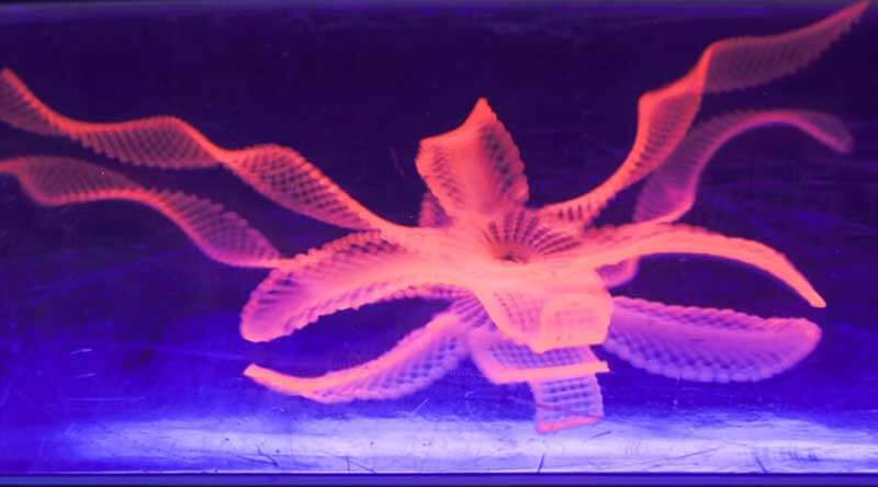 an orange starfish-like shape on a blue background