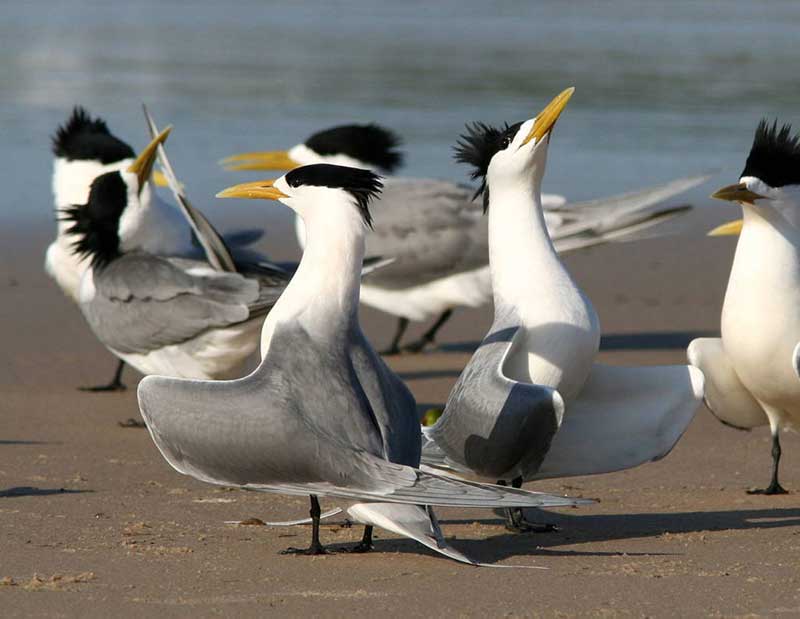 A group of seabirds called terns standing on a beach