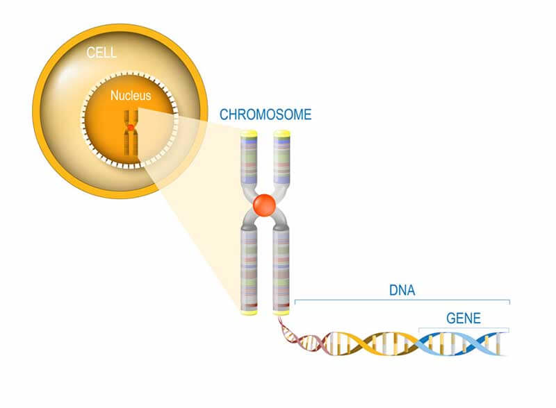 An infographic with an explanation of chromosomes