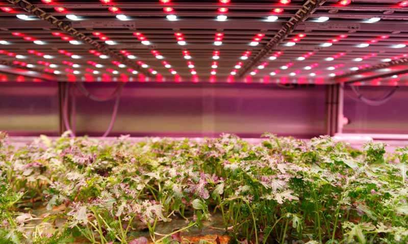  Plants in a vertical farm with red and white lights attached to the ceiling