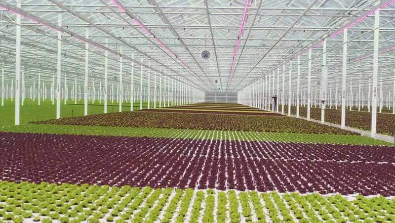 Greenhouse with red and green crops