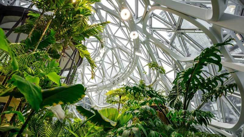 View from the ground up of Amazon’s Spheres workspace planted with trees and leafy green plants