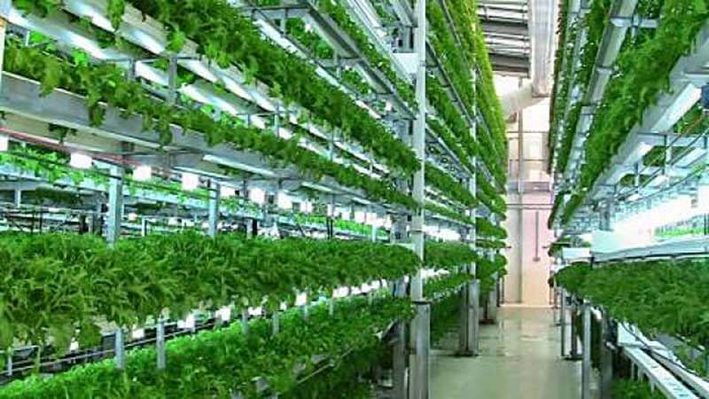 Indoor vertical farms