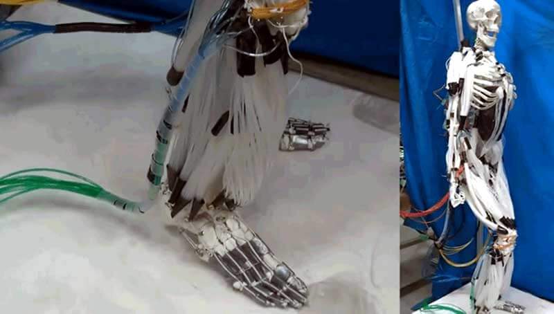  A white skeleton with robotic muscle fibres attached to it 