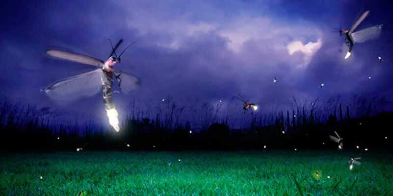 Lawn under dark sky with fireflies