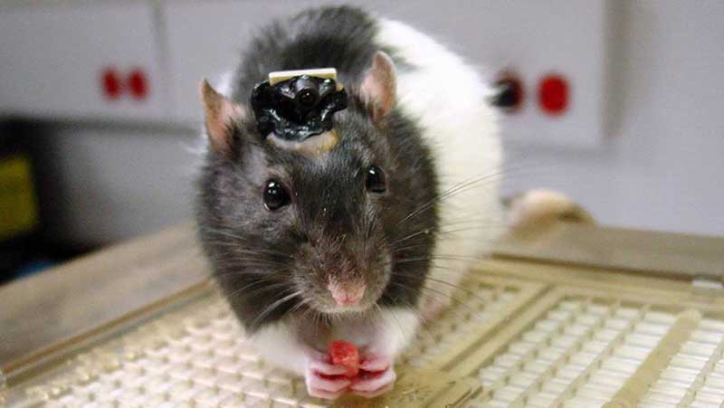 Grey and white rat with a brain implant attached to its head