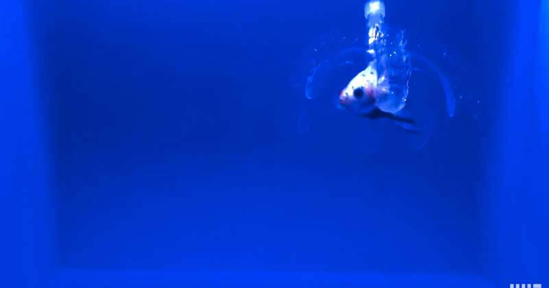 A picture of a fish-like soft robot swimming