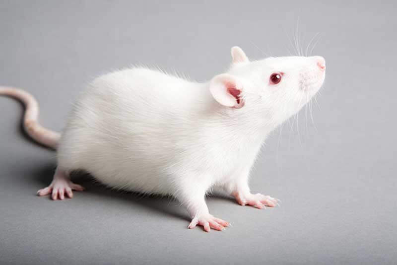 White lab mouse on a grey surface looking up