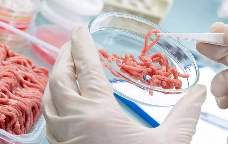 A hand in a medical glove holding a petri dish with minced meat inside, while the right hand is holding a tweezer with a small piece of meat in it