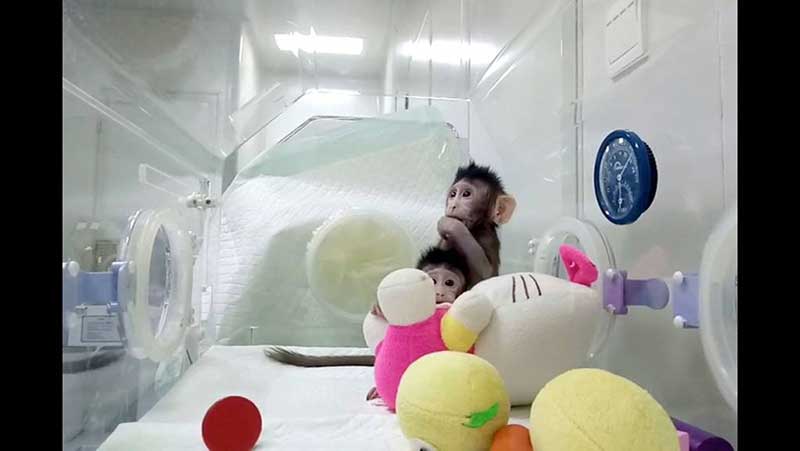 Two baby monkeys sitting is a transparent clean room with plush toys