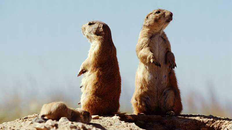 Two adult animals standing and looking away while their babies are laying next to them