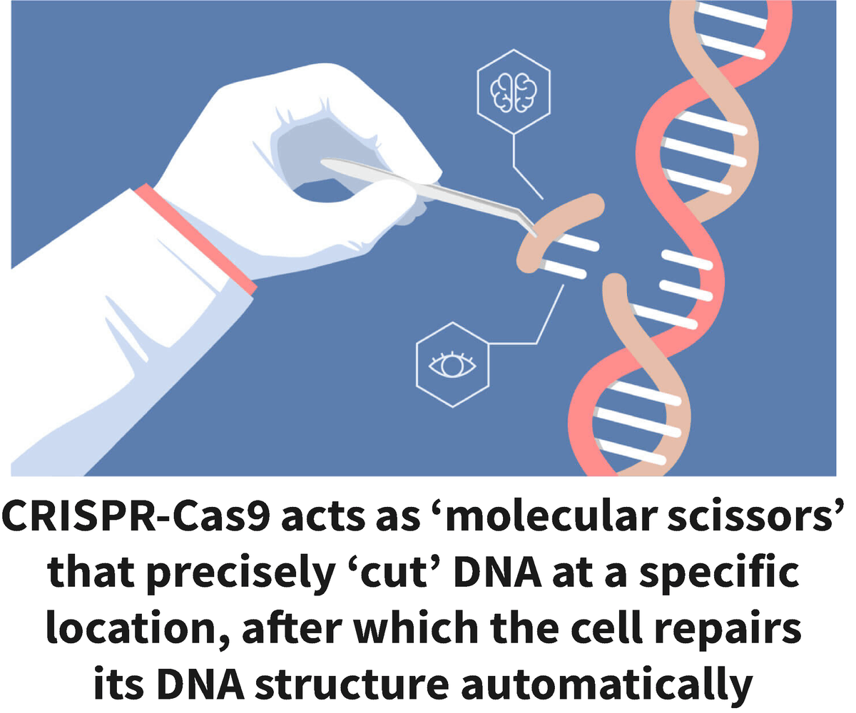 Infographic showing a scientist’s hand cutting out a piece from a DNA strand, with an explanation for the CRISPR-Cas9 gene-editing method underneath.