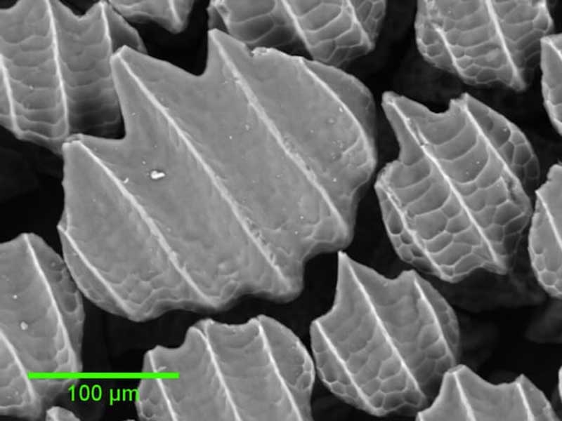 A microscopic image of artificial shark skin