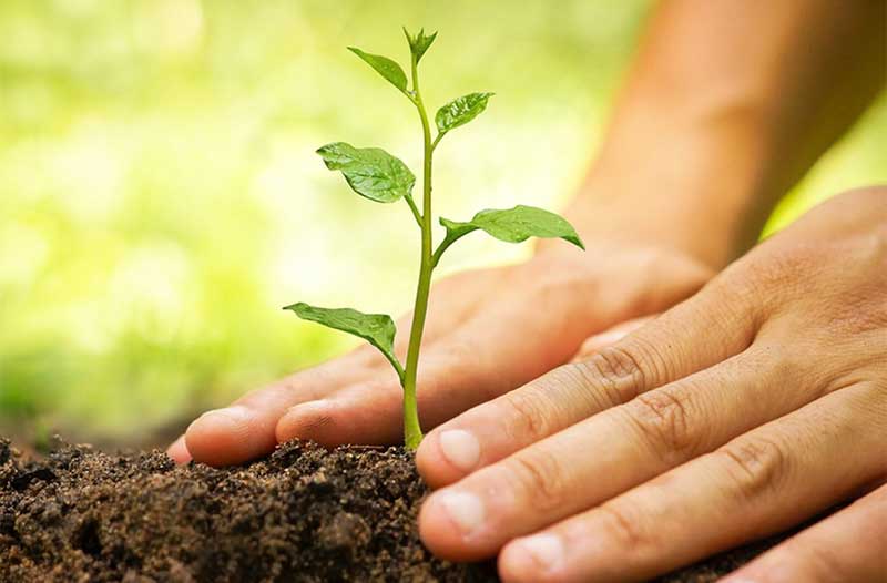 Two hands planting small plant in soil