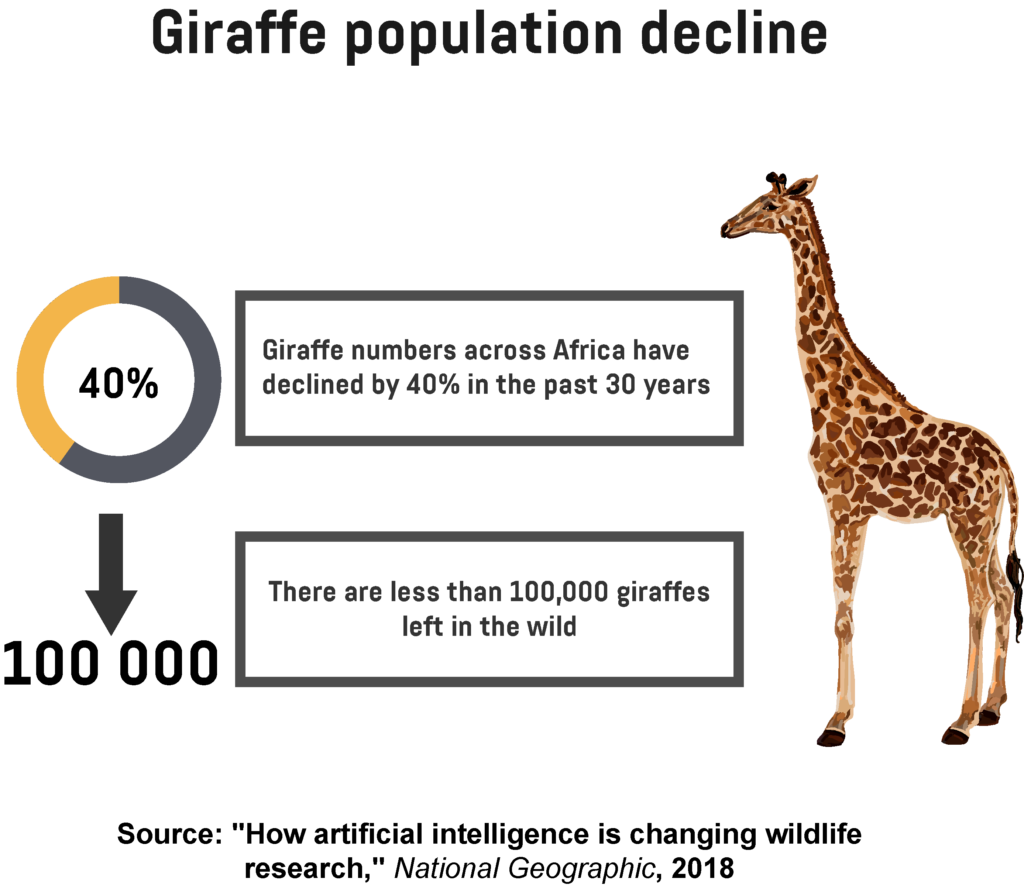 An infographic showing the decline of the giraffe population across Africa.